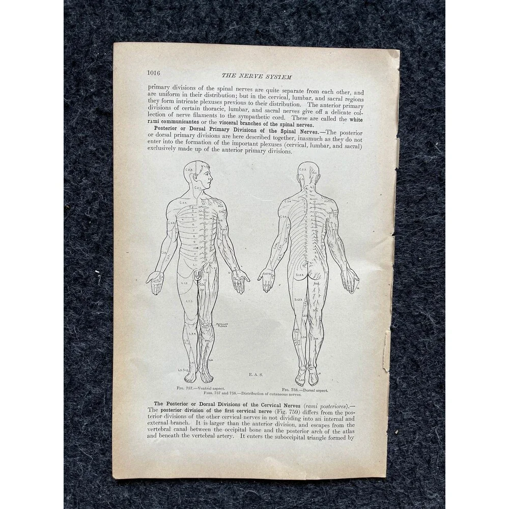 Original 1913 Anatomy Pages of Human Body, Anatomy Physiology Textbook Gifts, T